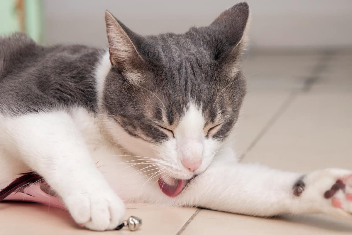 Coceira nos Olhos em Gatos: Como Identificar e Tratar de Forma Eficaz