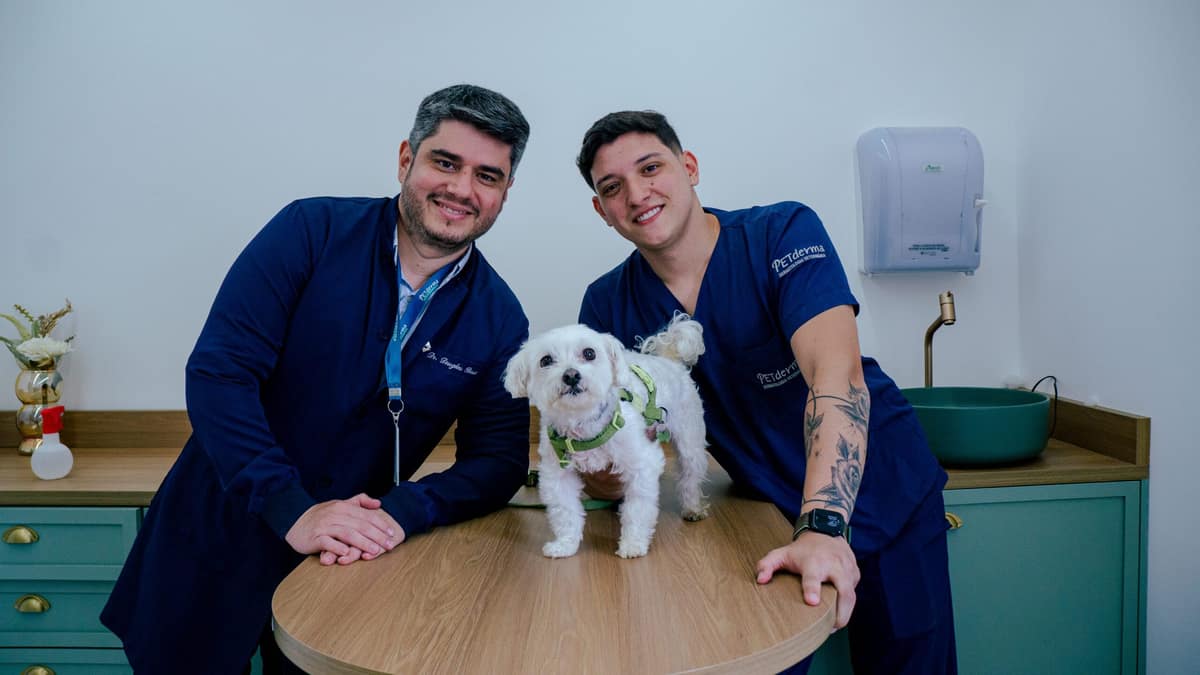 Coceira persistente em cães: por que não passa mesmo com remédio