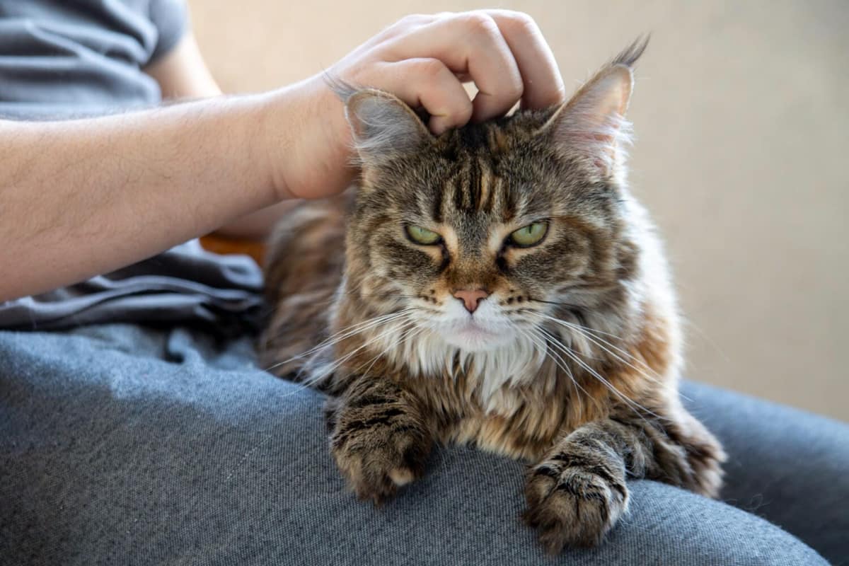Como Proteger a Pele dos Pets em Climas Quentes e Úmidos: Cuidados Essenciais