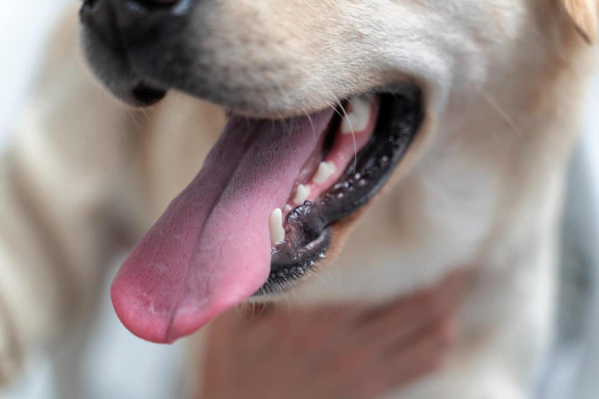 Uso de corticosteroides em dermatologia veterinária: quando são indicados e quais cuidados exigem