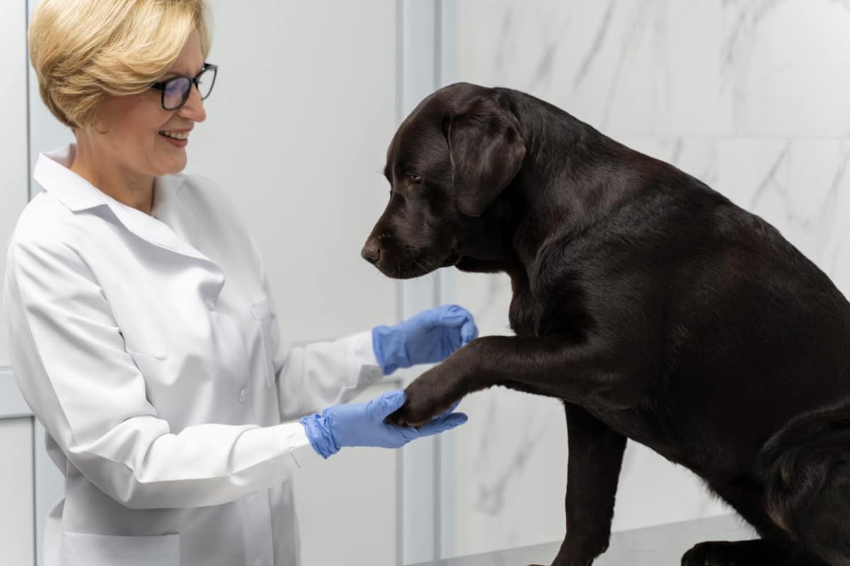 Crioterapia em Cães: Entenda Como Tratar Verrugas com Segurança e Eficiência