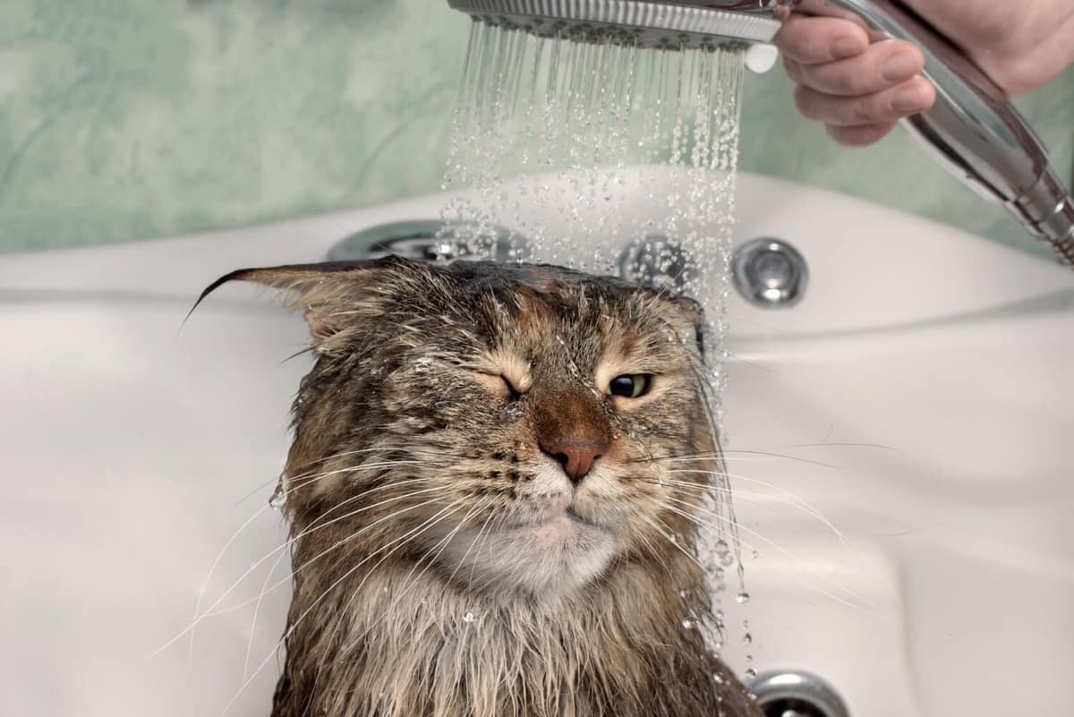 Crioterapia em gatos: indicações e particularidades da espécie