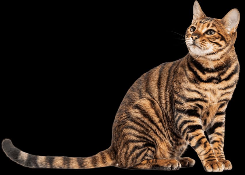 Crioterapia x cirurgia dermatológica em pets: qual é a melhor opção para cada situação