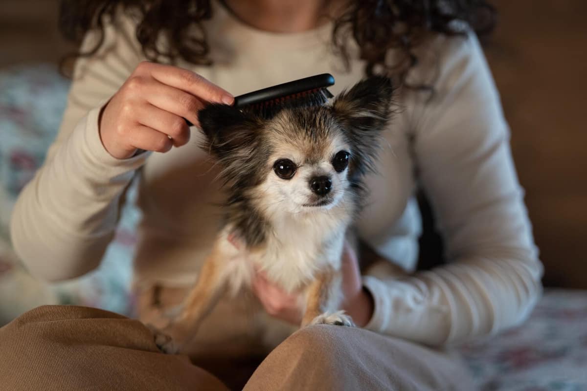Como Melhorar a Qualidade de Vida do Pet com Cuidados com a Pele