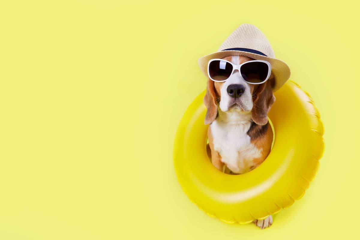 Pele Saudável no Verão: O Que Fazer para Cuidar do Seu Pet nos Dias Quentes