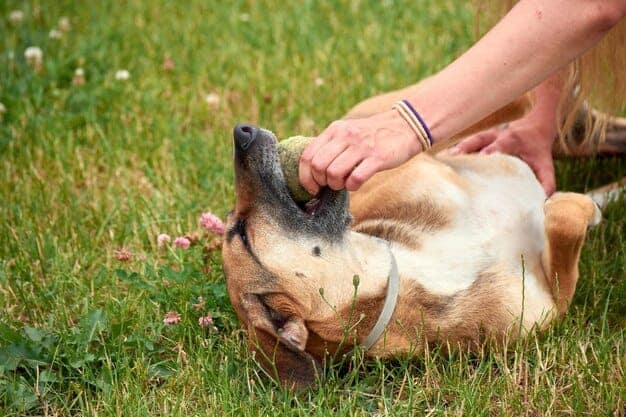 Como Manter a Pele do seu Pet Saudável em Qualquer Época