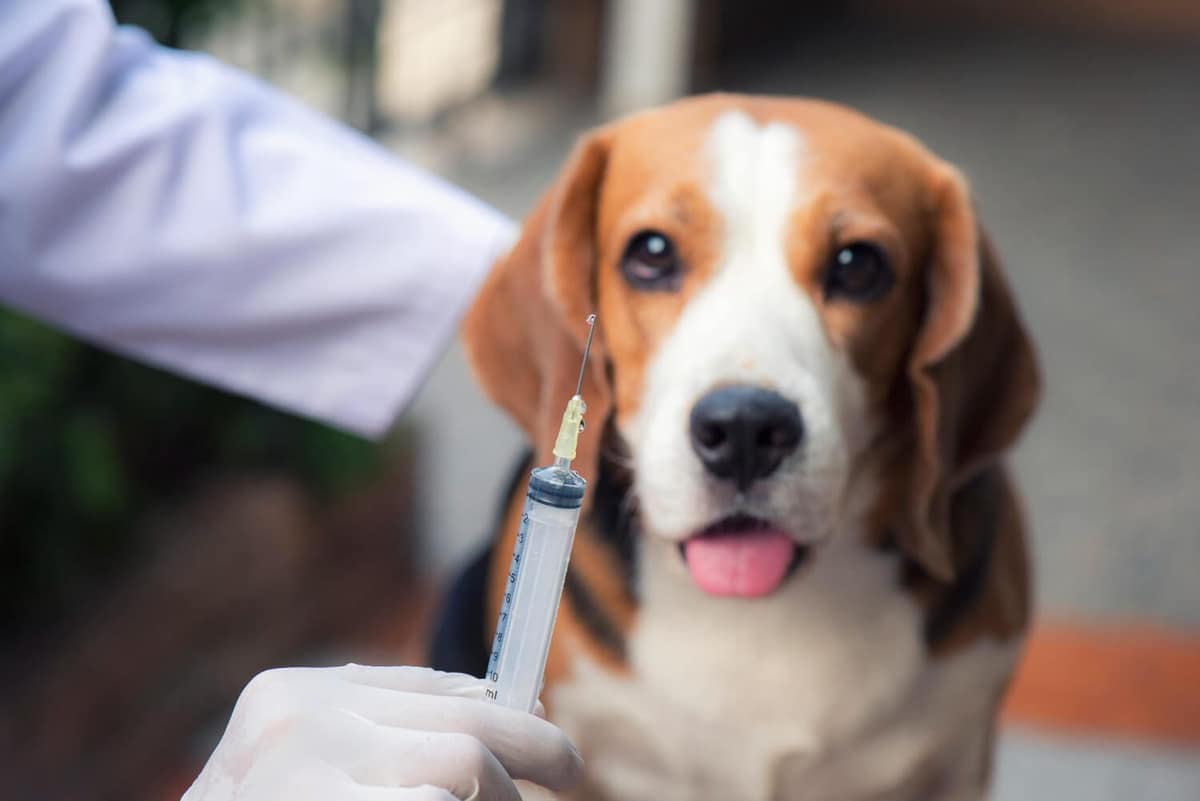 Cytopoint para Cães: O Que É, Como Funciona e Por Que Está Revolucionando o Tratamento da Coceira Canina