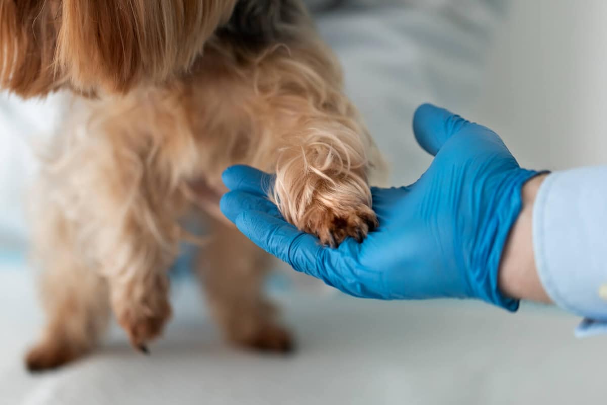 Dermatite Alérgica em Pets: Por Que é Uma Doença Crônica?