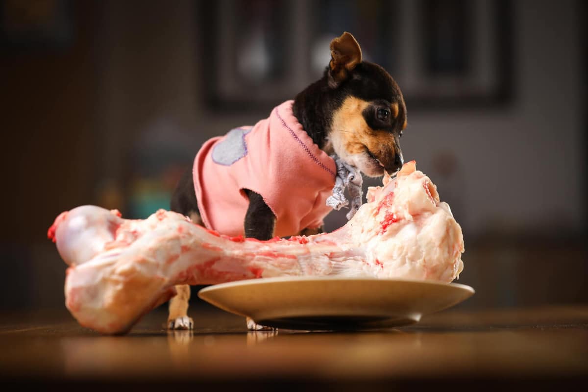 Dermatite alimentar em cães: sinais na pele que indicam possível alergia