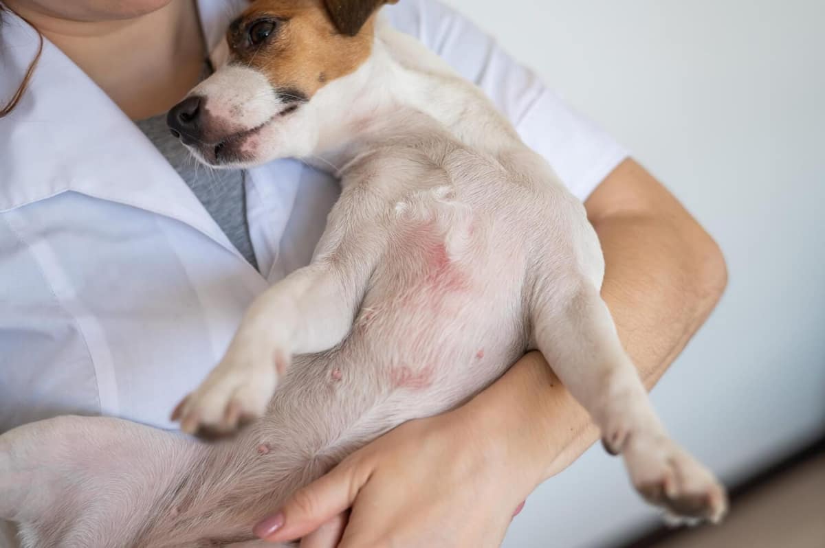Dermatite Alimentar em Cães: Sintomas, Diagnóstico e Como a Dieta Influencia na Saúde da Pele