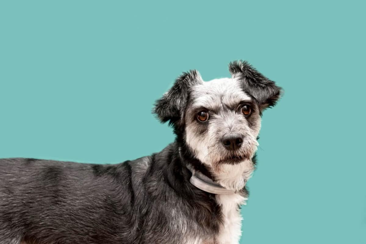 Dermatite Associada à Imunossupressão em Pets: Entenda os Riscos e Como Manejar de Forma Segura