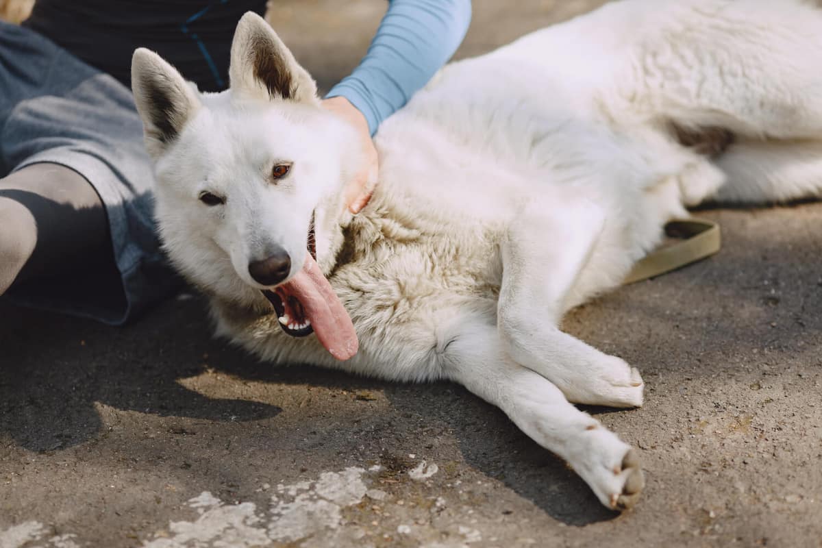 Dermatite Atópica em Cães: Sintomas que os Donos Costumam Ignorar