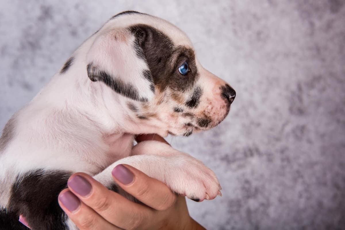 Dermatite bacteriana em cães: o que é piodermite e como tratar corretamente