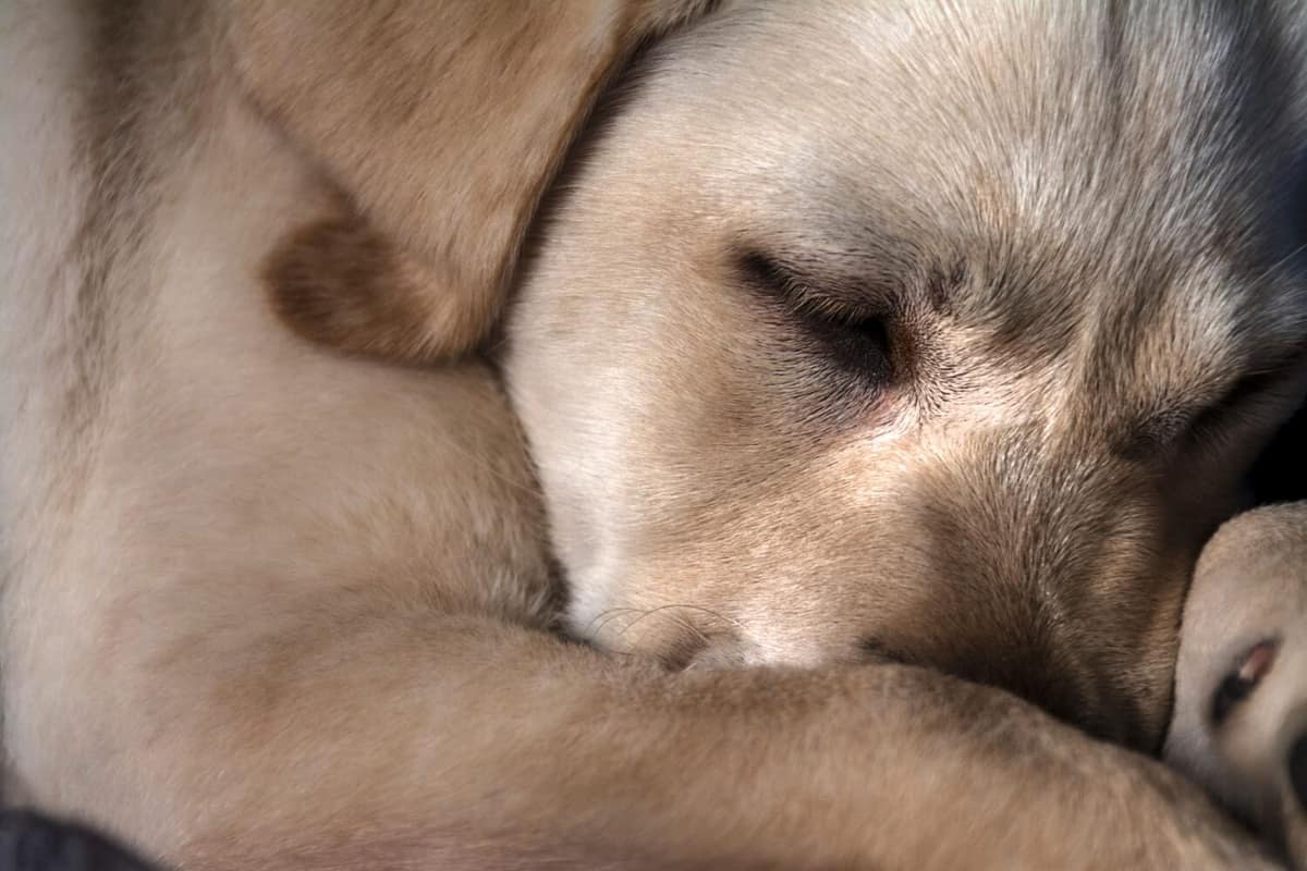 Dermatite Canina: Tudo o que você precisa saber