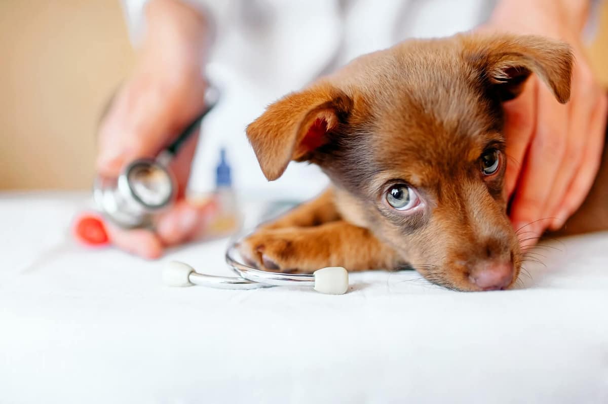 Dermatite Canina: Remédios Caseiros que Funcionam Naturalmente