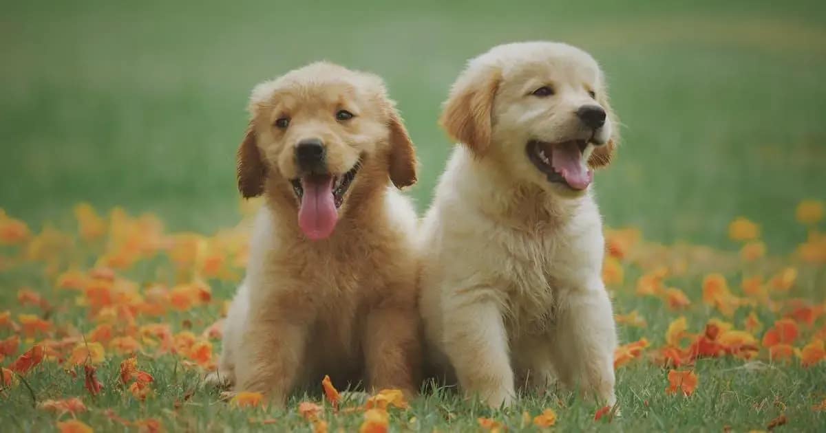Entendendo a Dermatite Canina: Causas e Tratamentos
