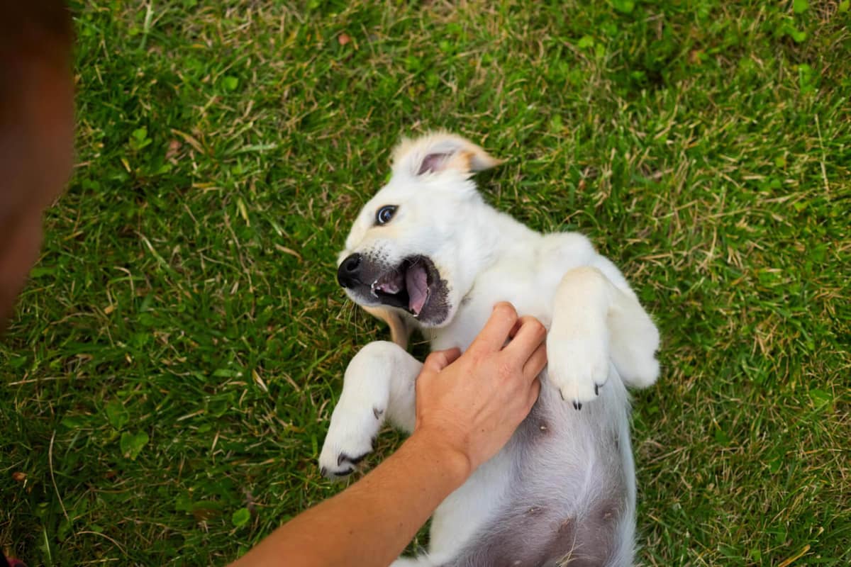 Dermatite Causada por Tédio em Cães: Como o Comportamento Pode Afetar a Saúde da Pele