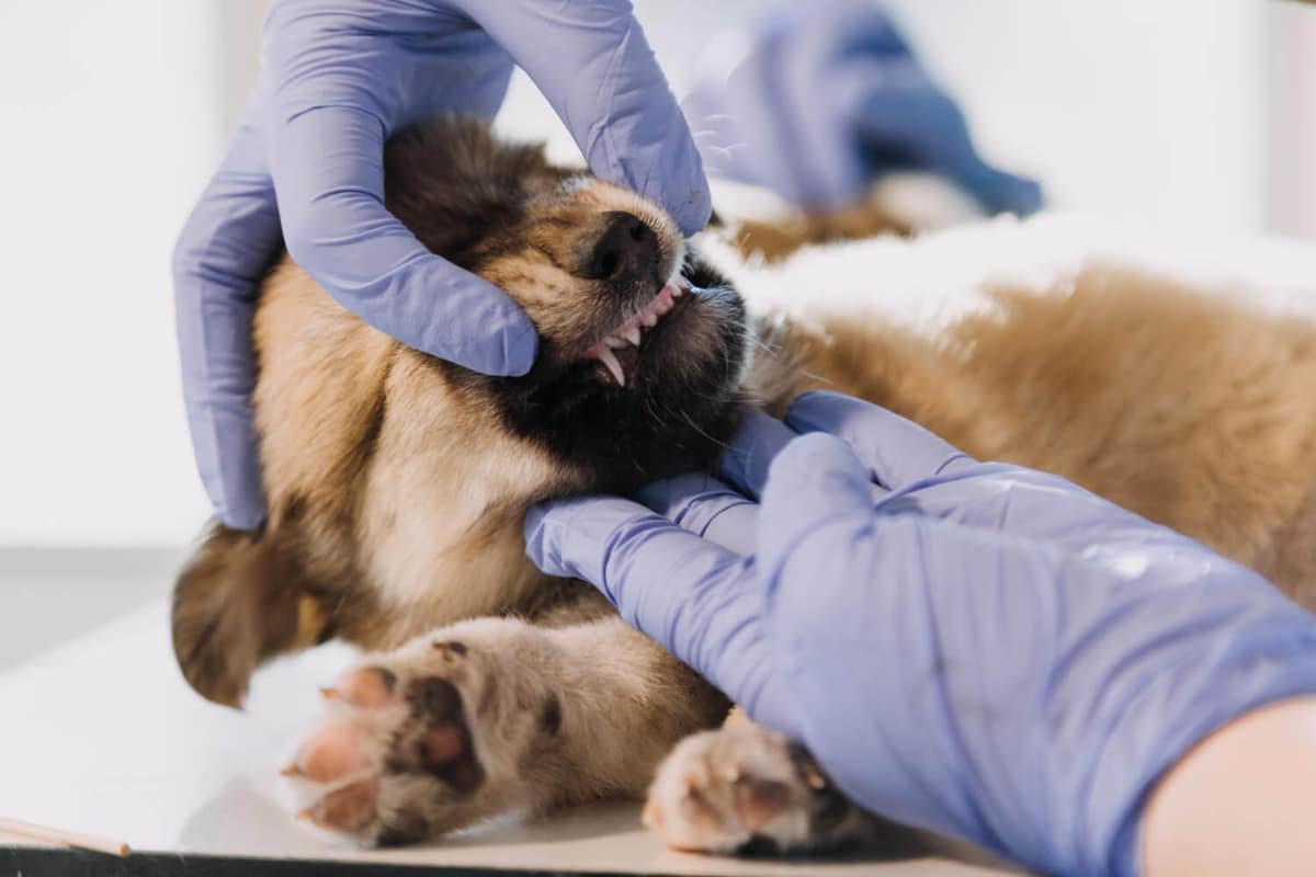 Dermatite Crônica em Pets: Quando Procurar um Especialista