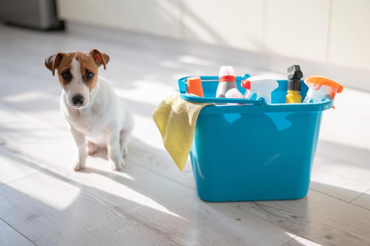 Dermatite de Contato em Cães: Como Identificar e Evitar Alergias Causadas por Objetos do Dia a Dia