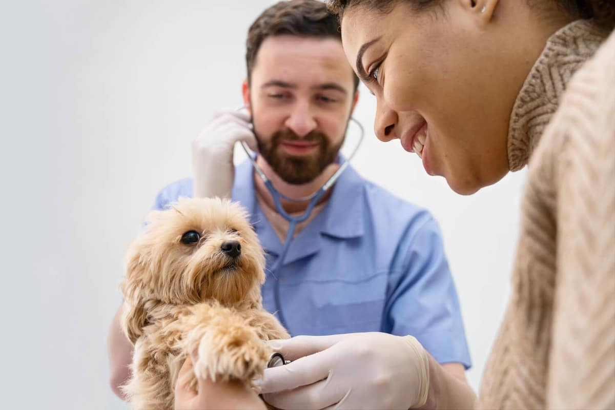 Dermatite em Animais de Abrigo: Desafios e Soluções Dermatológicas no Cuidado com Pets Resgatados