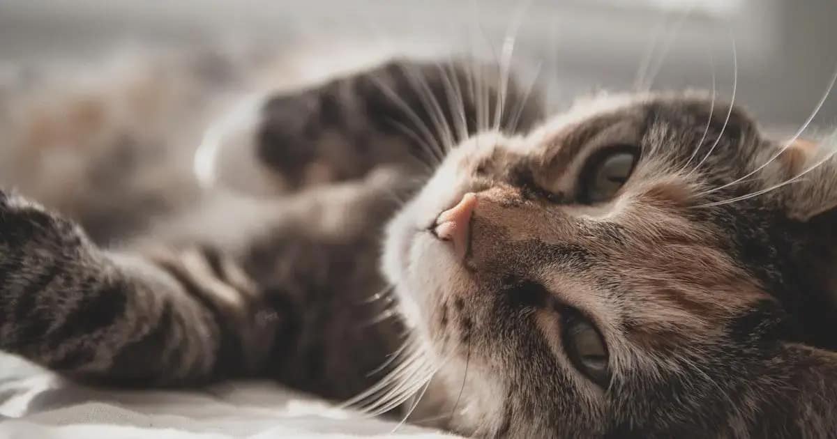 Cuidados com a Dermatite em Cães e Gatos: Estratégias Preventivas