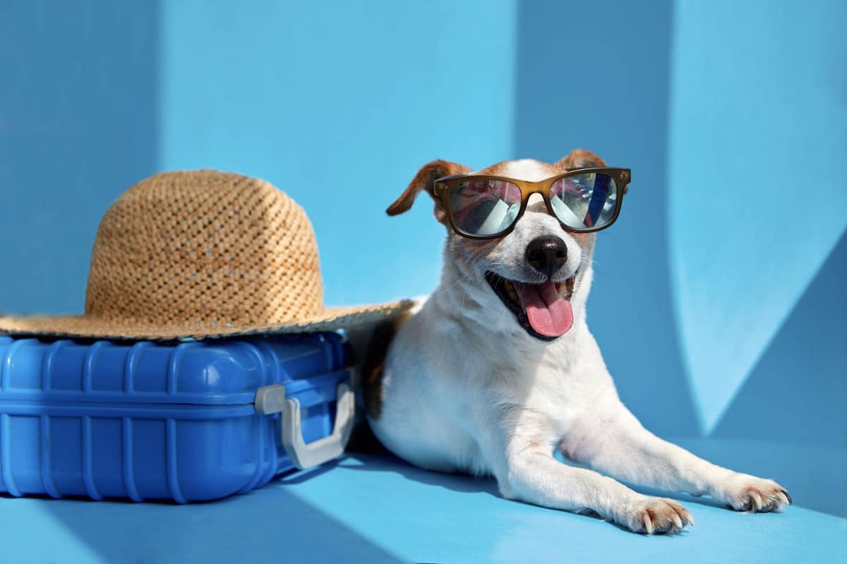 Dermatite em Cães que Frequentam Praia: Quais Cuidados São Necessários?