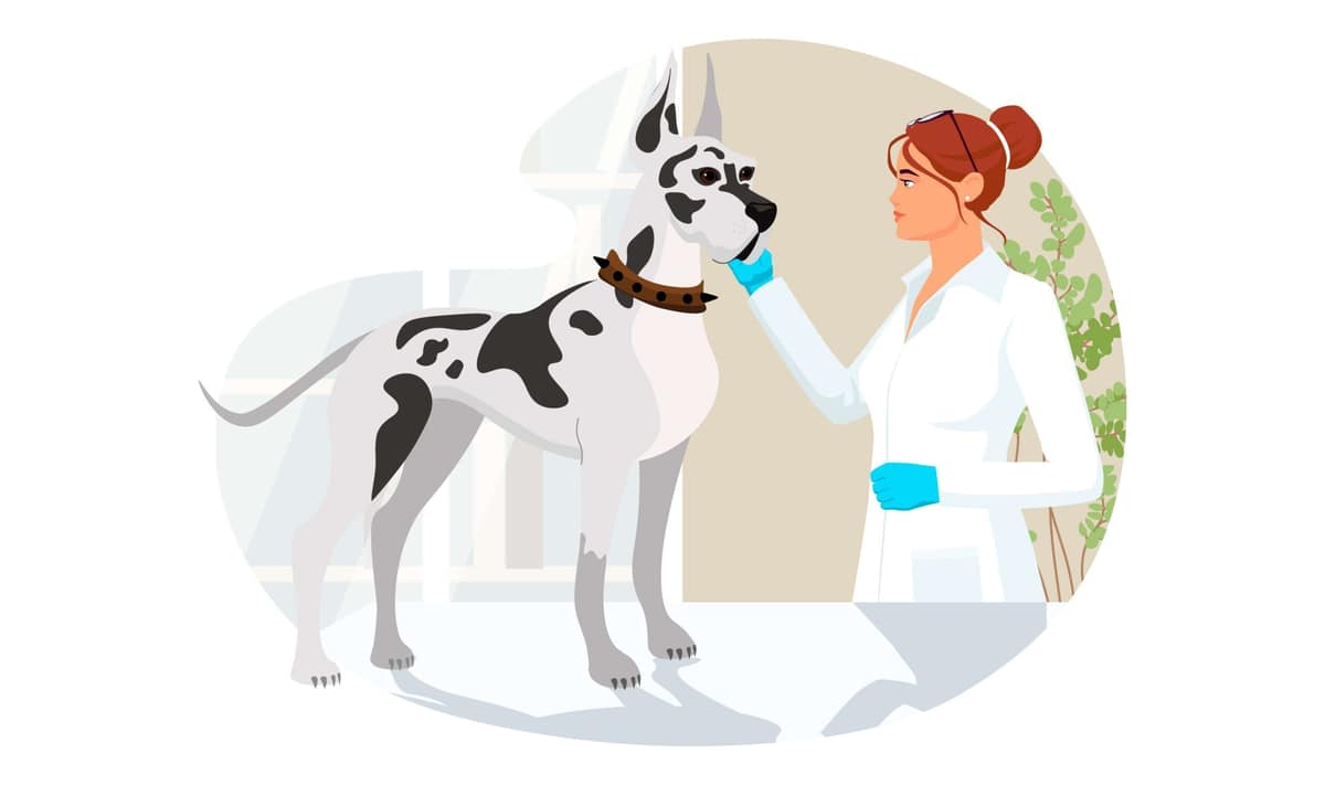 Dermatite em Pets por Morder e Lamber: Entenda as Causas e Como Tratar de Forma Eficaz