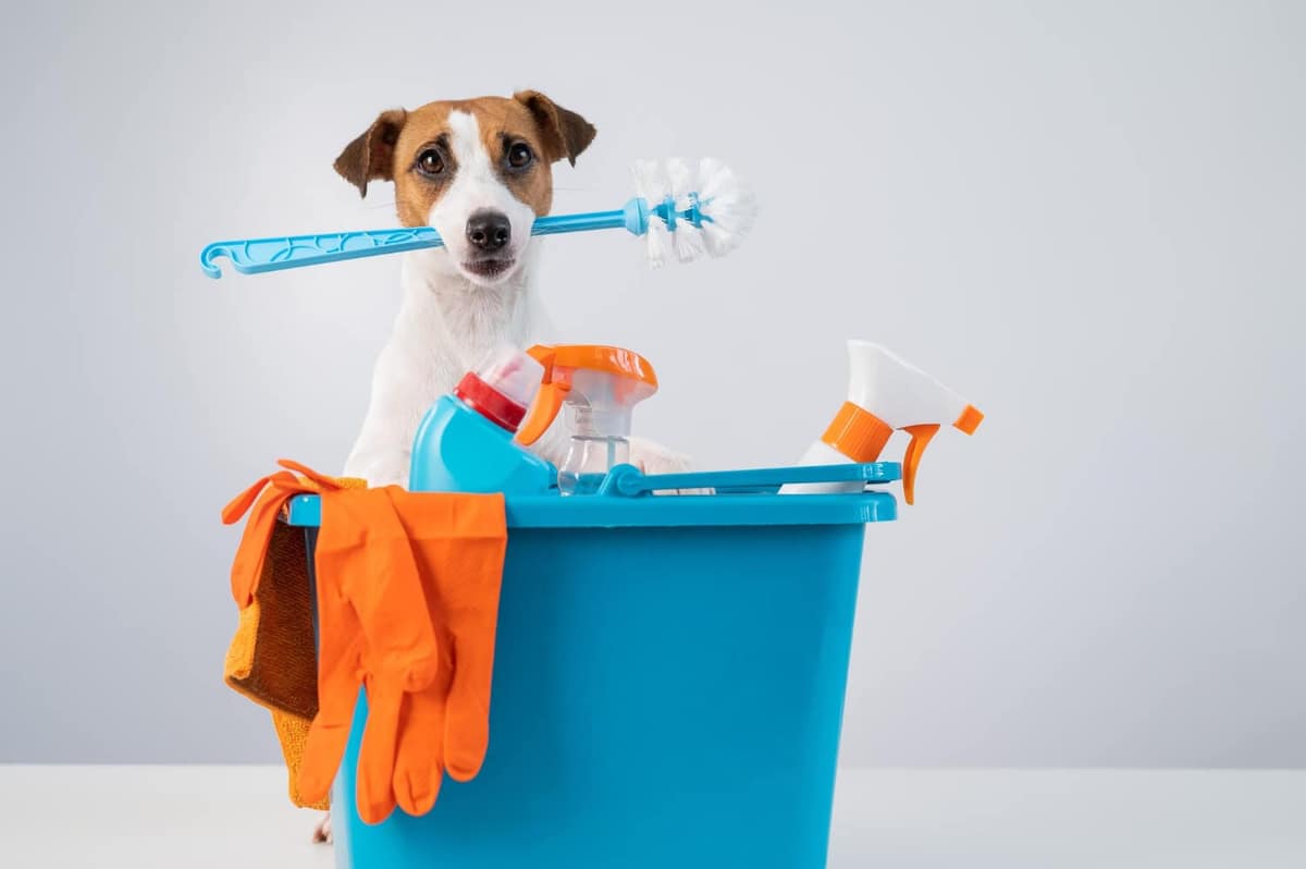 Dermatite em Pets por Contato com Produtos de Limpeza: Cuidados e Prevenção