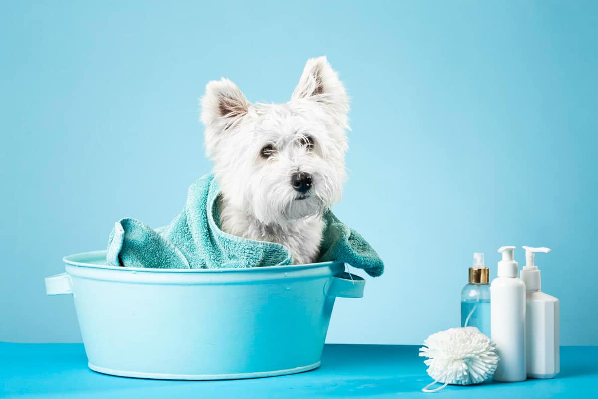 Dermatite em Pets Causada por Produtos de Limpeza: Como Identificar e Prevenir