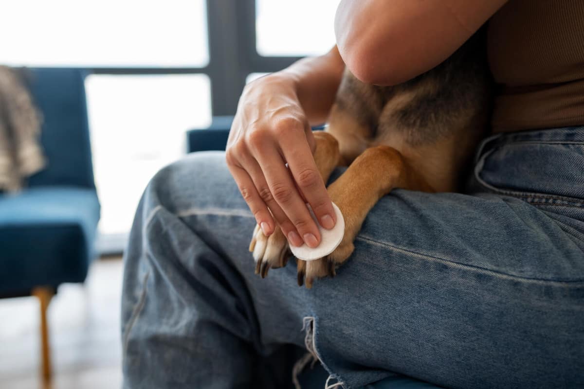 Dermatite Interdigital: Quando a Pata Vira o Problema nos Pets