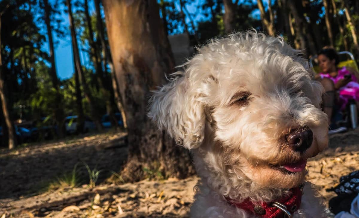 Dermatite Parasitária em Pets: Guia Completo para Identificar e Tratar Infestações Ocultas