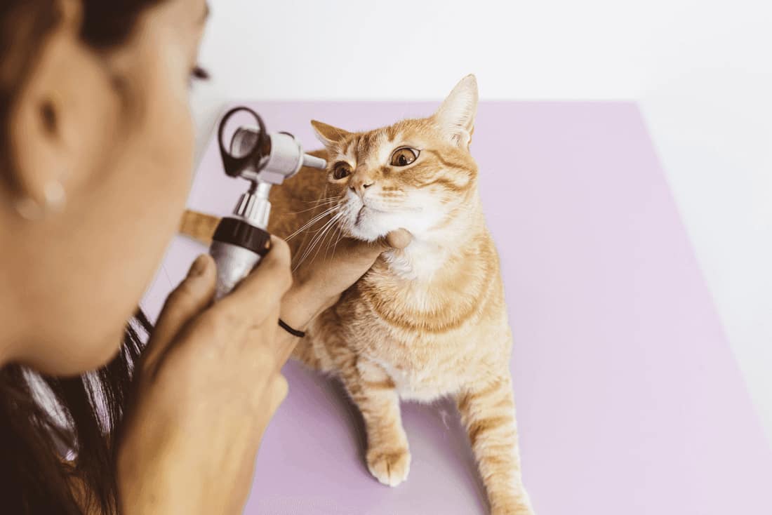 Dermatite por fungos em gatos: como identificar, diagnosticar e tratar corretamente