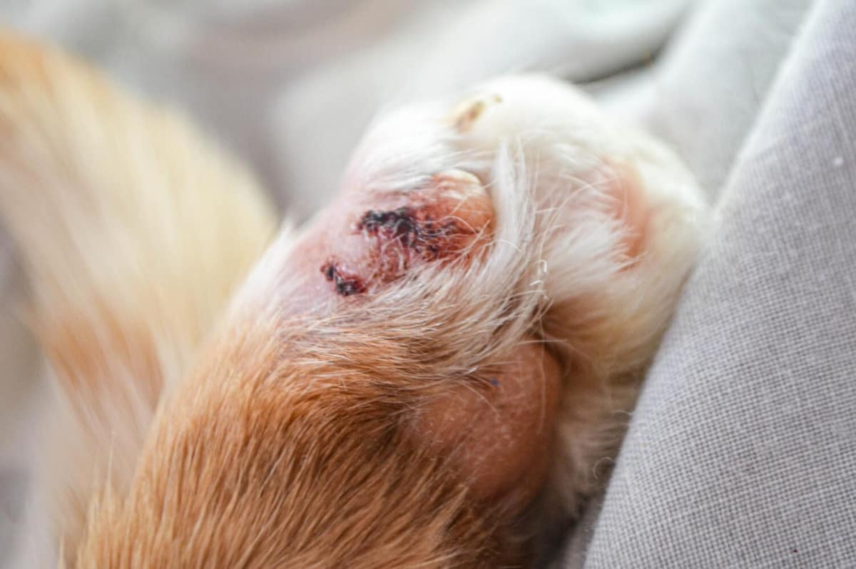 Dermatite Causada por Micose em Pets: Diagnóstico e Tratamentos Indicados