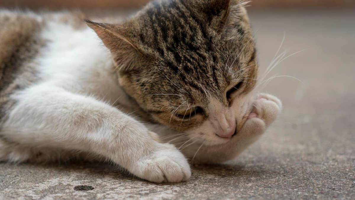 Dermatite por Parasitas em Cães e Gatos: Como Identificar, Tratar e Prevenir