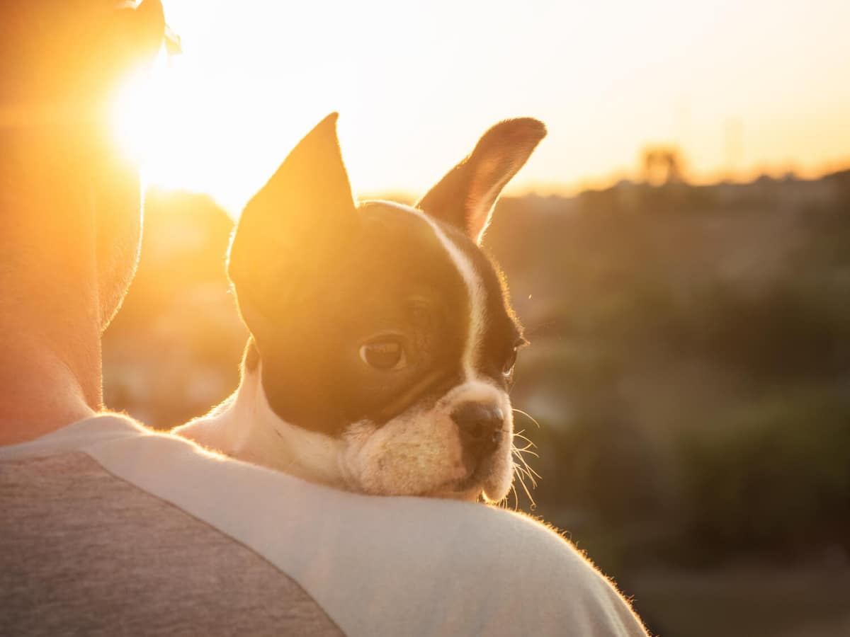 Dermatite Psicogênica em Pets: Quando as Emoções Afetam a Saúde da Pele