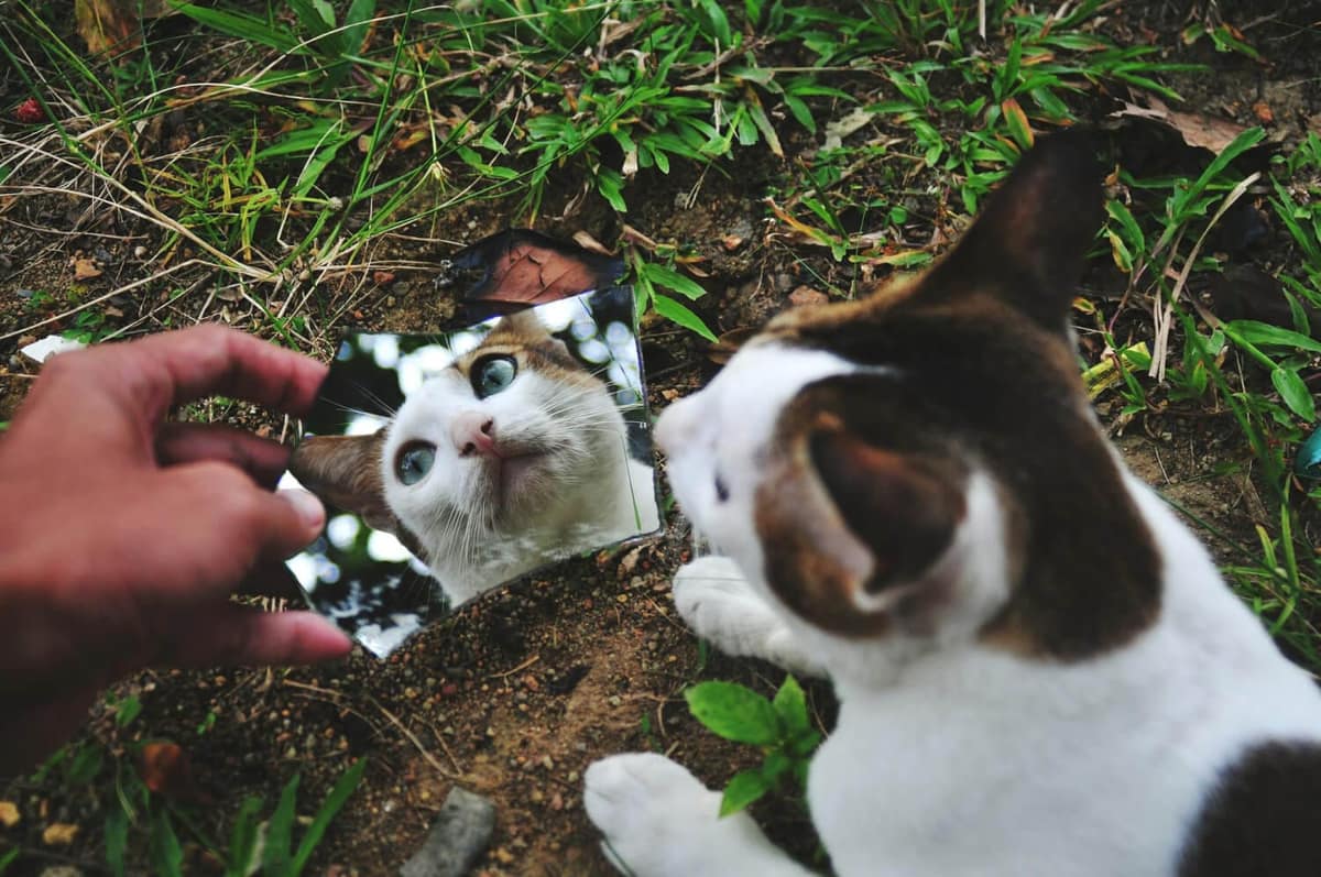 Dermatologia Felina: Entenda as Doenças de Pele Mais Comuns em Gatos Domésticos