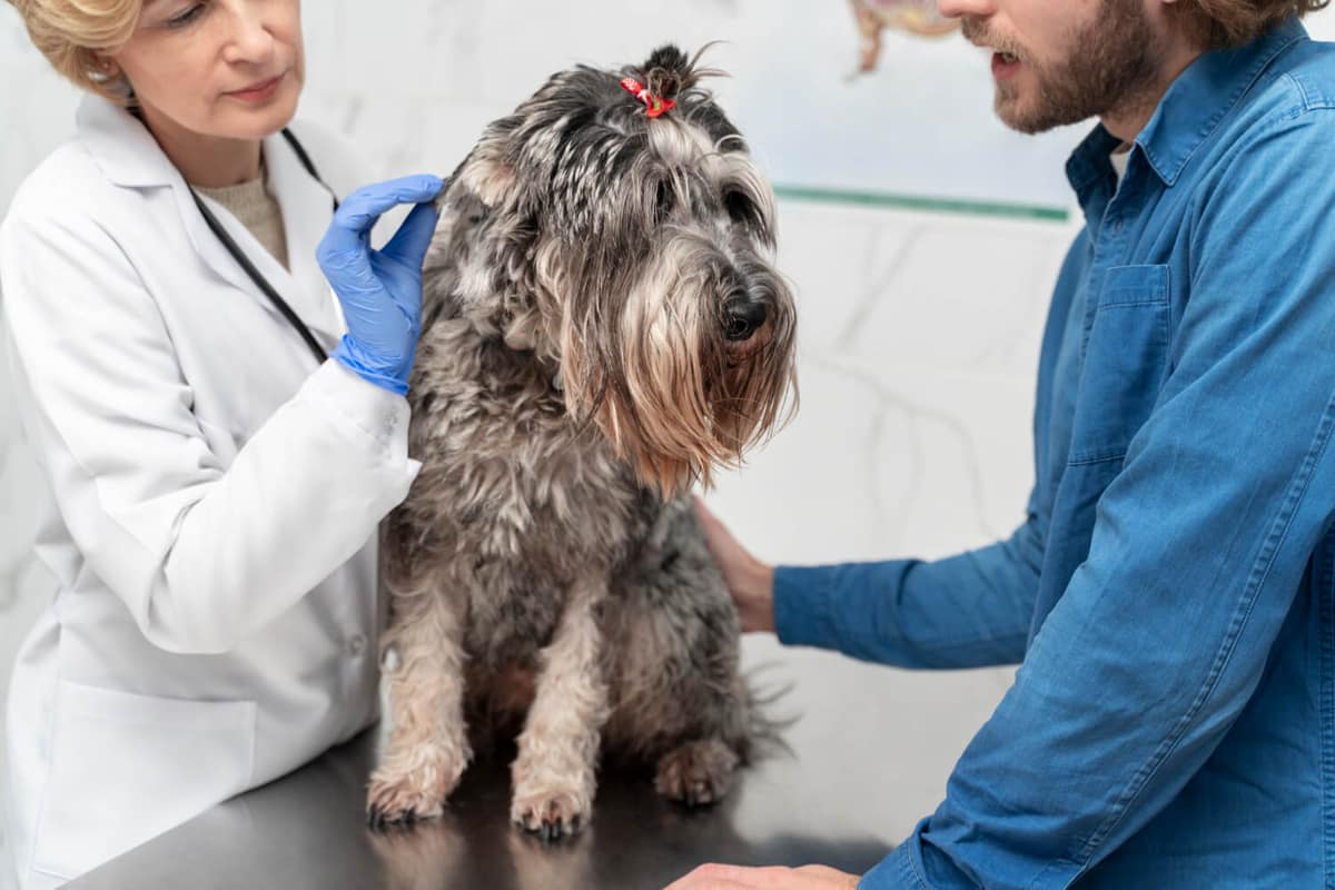 Dermatologia Personalizada para Cada Pet: Por Que o Tratamento Individualizado Faz Diferença