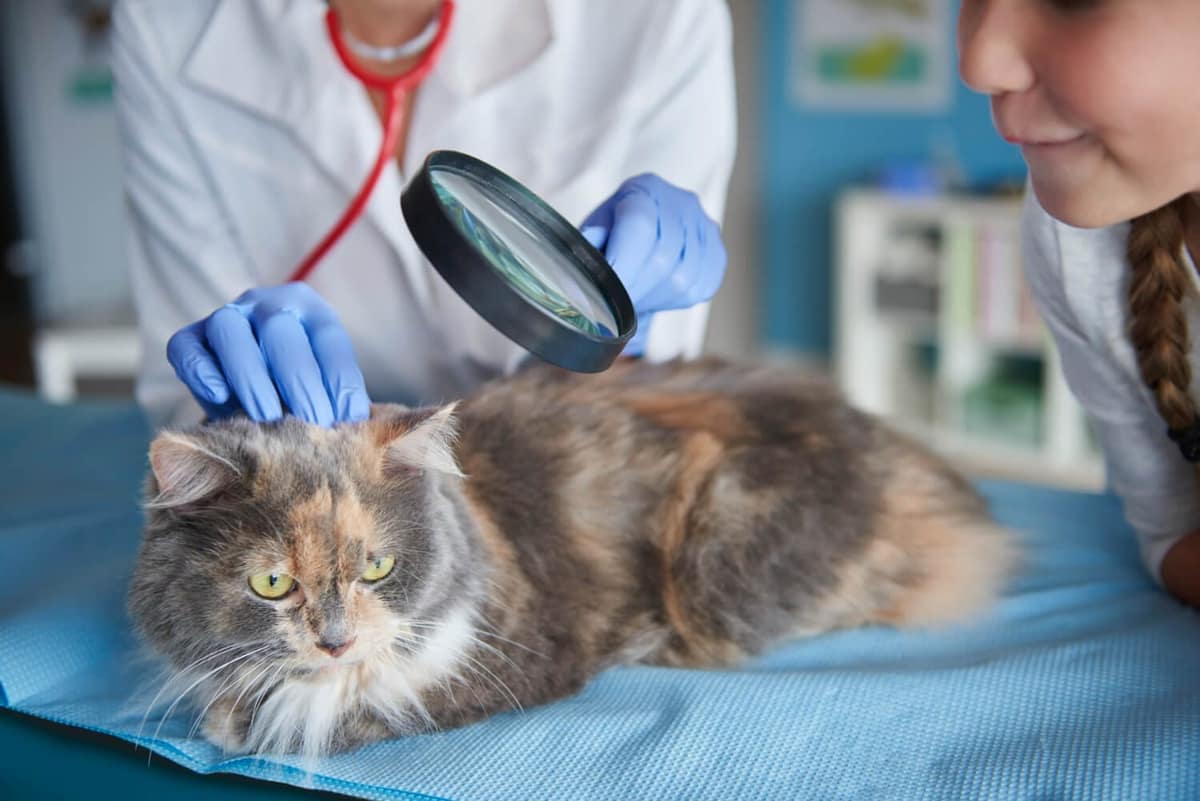 Dermatologia Veterinária: Por Que Seu Pet Precisa de um Especialista