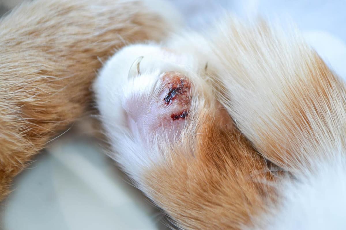 Dermatologia Veterinária: O Que É e Como Pode Ajudar seu Pet