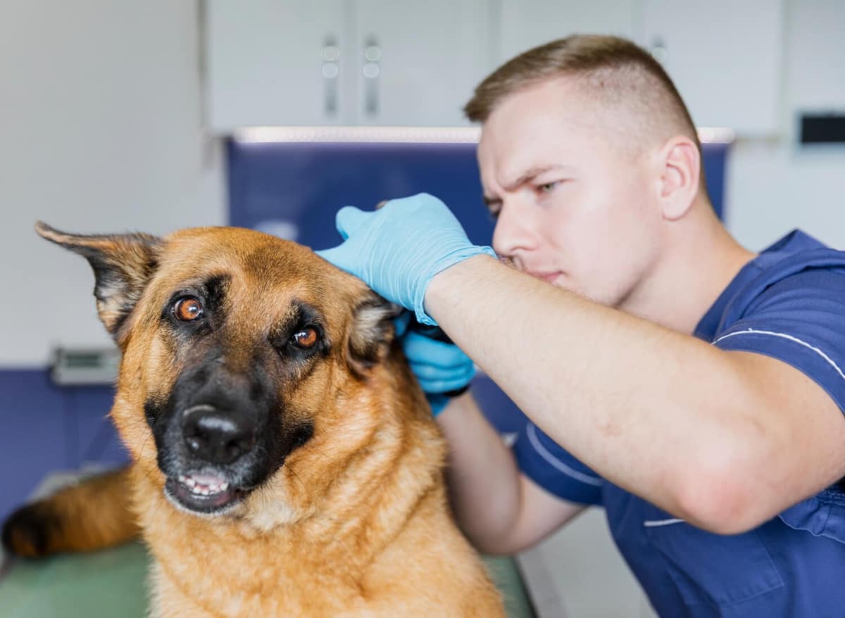 Dermatologista Canino: Cuidado Especializado para Seu Pet