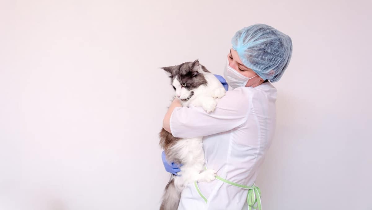 Dermatologista para Pets: Saiba Como Escolher o Melhor Cuidado para Seu Animal