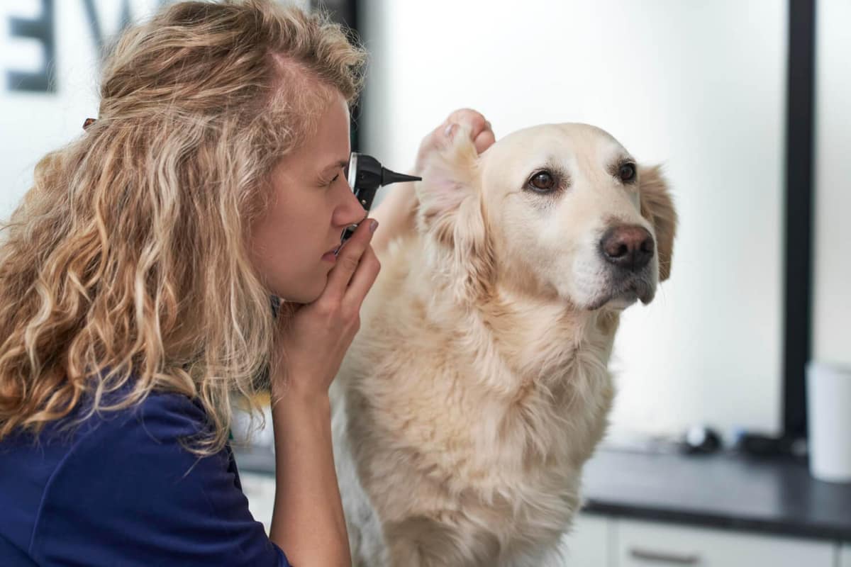 Quando Procurar um Dermatologista Veterinário: Sinais que Você Não Deve Ignorar