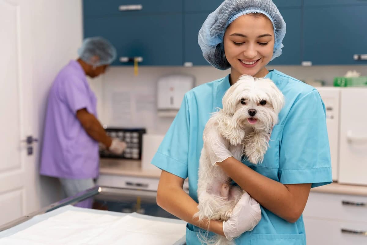 Como Saber se seu Pet Precisa de um Dermatologista Veterinário