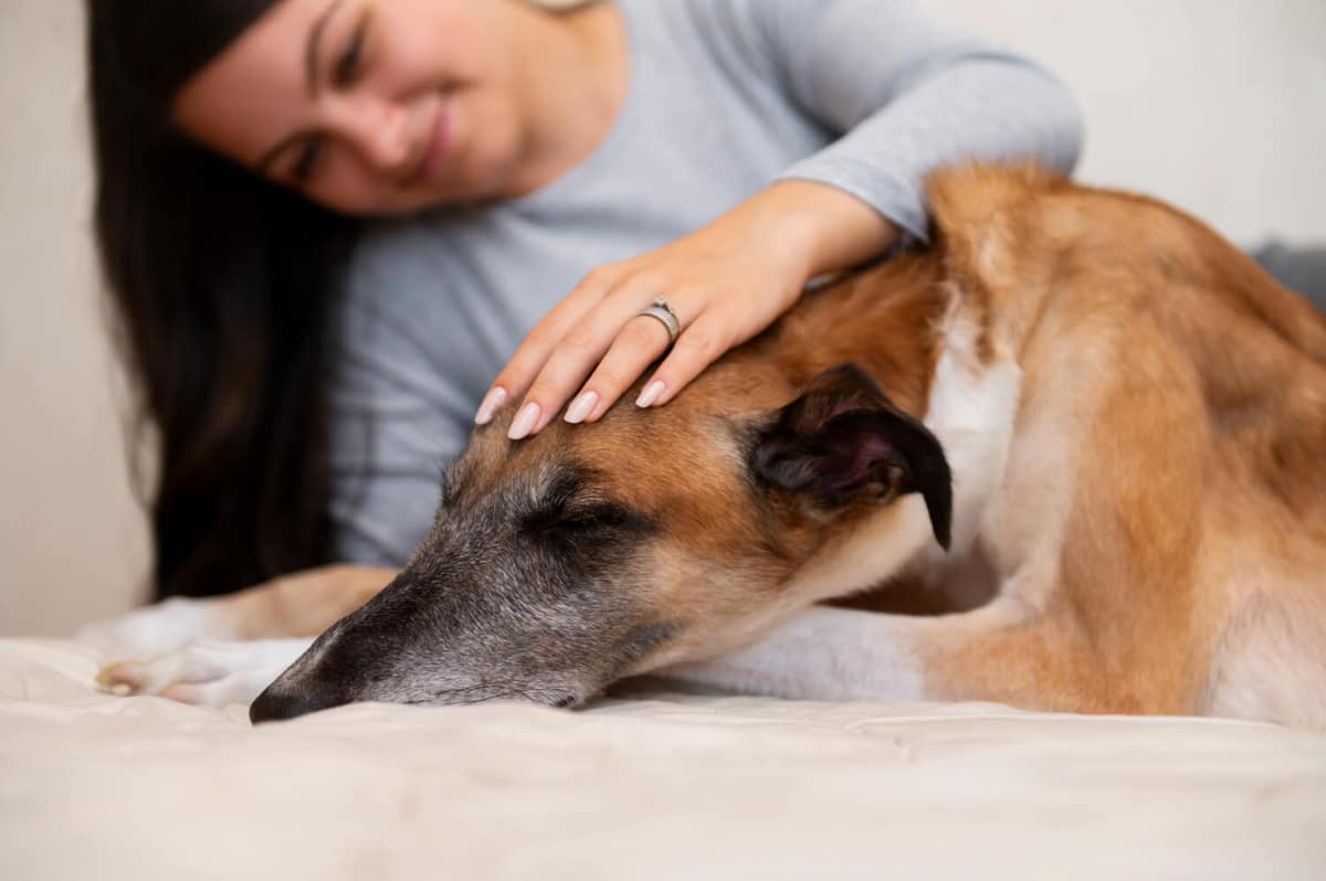 Dermocosméticos Veterinários: O Que São e Como Potencializam Tratamentos Dermatológicos em Pets