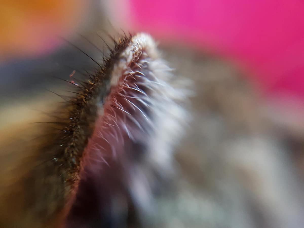 Dieta Hipoalergênica em Pets: Quando Indicar e Como Ela Pode Ajudar na Saúde do Animal