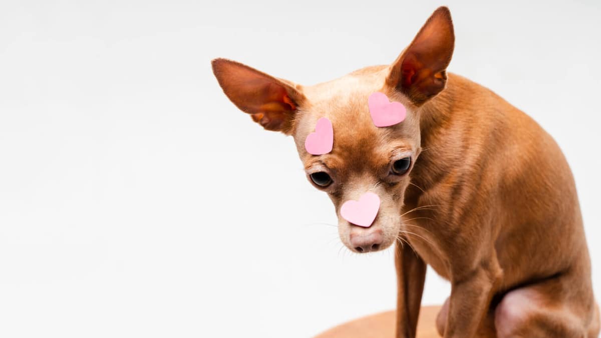 Diferença entre Otite Externa, Média e Interna em Pets: Entenda os Tipos e os Cuidados