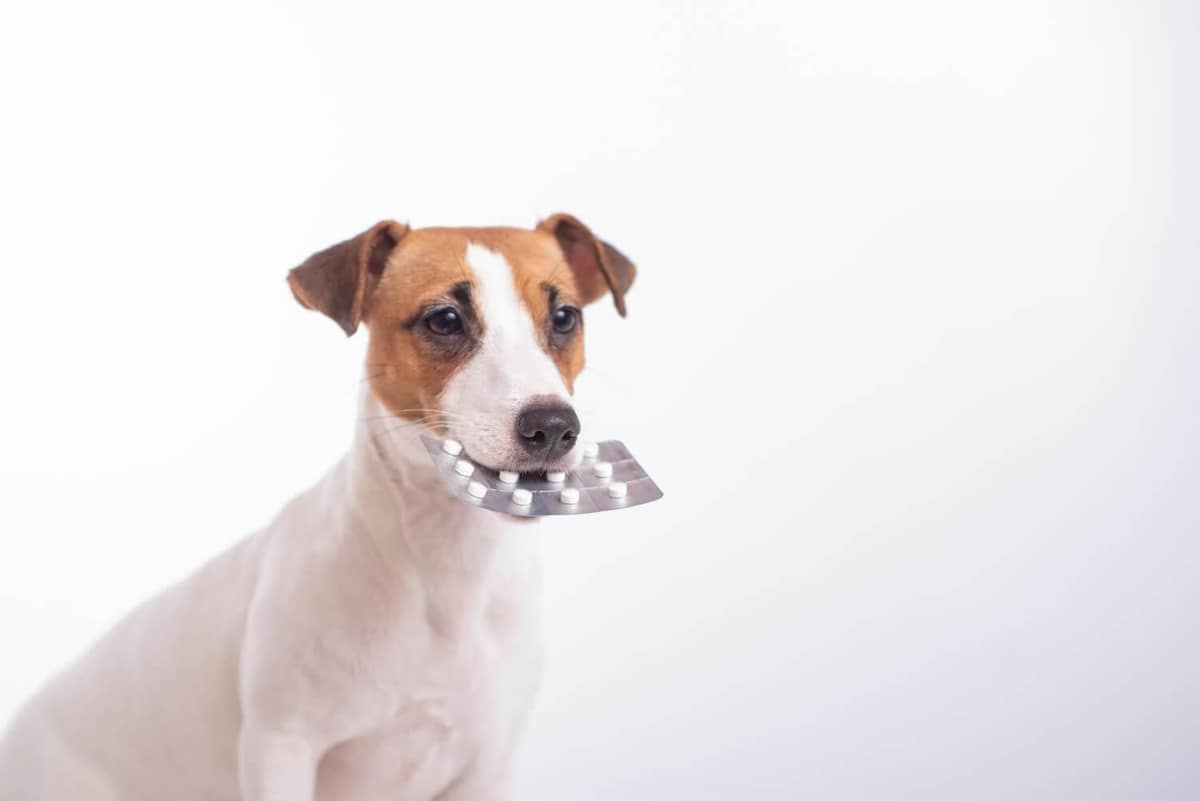Diferença entre Apoquel e Cytopoint: Qual é Melhor para Coceira em Cães?