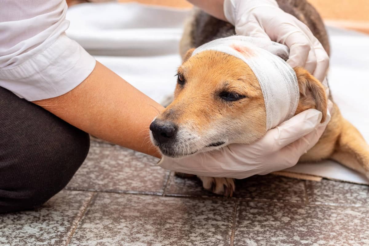 Distúrbios de Pele em Cães: Como Reconhecer e Tratar