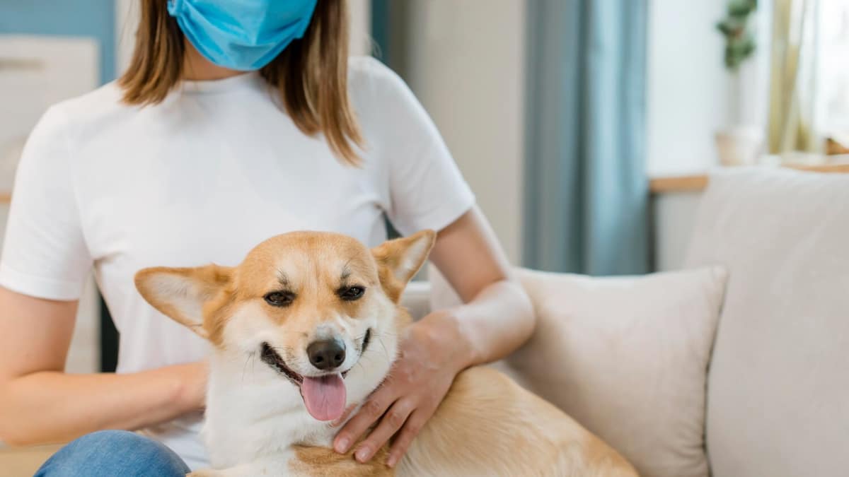 Doenças de Pele Comuns em Cachorros: Sinais e Tratamentos