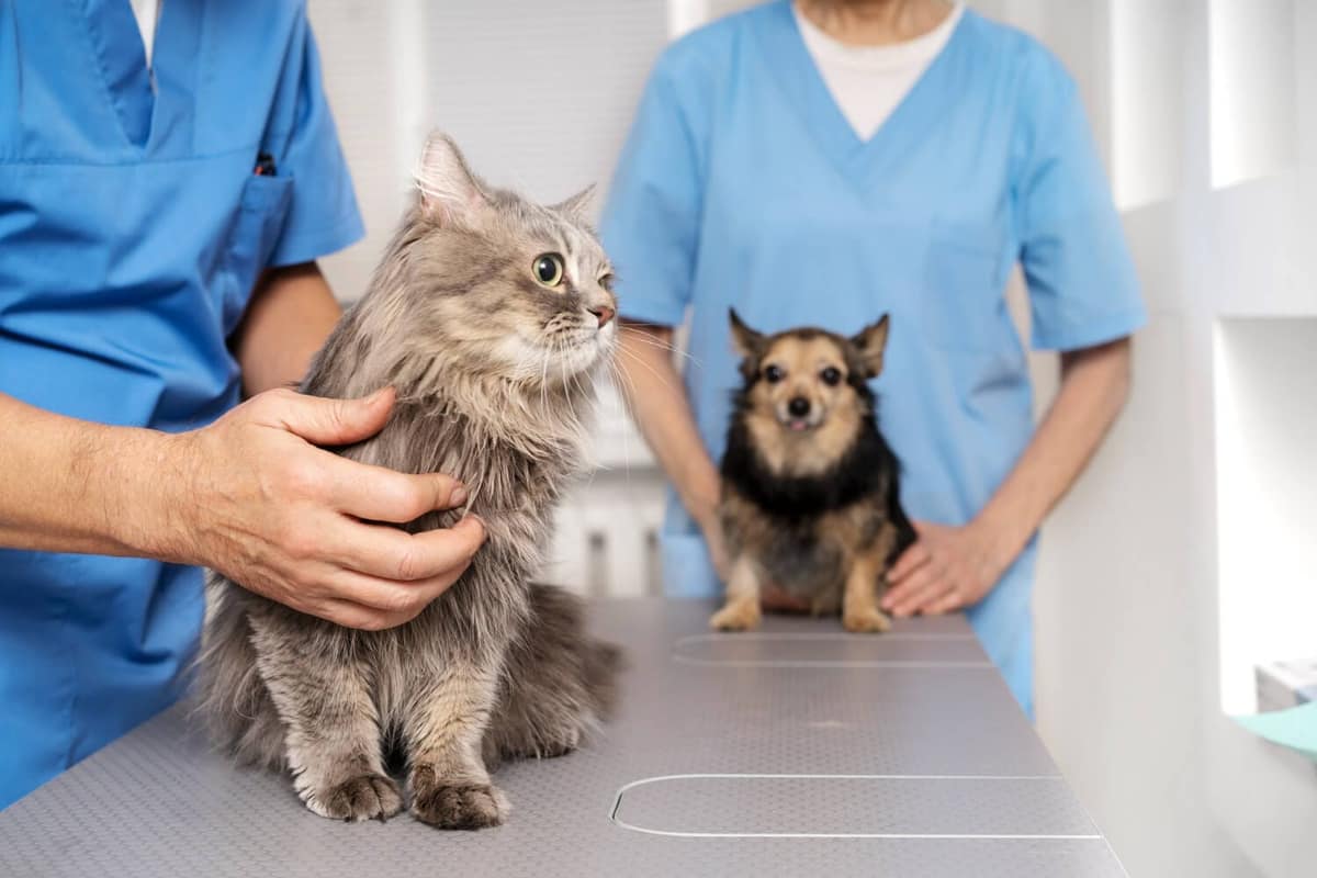 Doenças de Pele Mais Comuns em Cães e Gatos